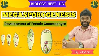 MEGASPOROGENESIS Development of Female Gametophyte Biology NEET  UG BY Vikas sir [upl. by Zavras812]