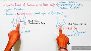 Meristematic Tissue  Meristems  Characteristics Classification amp Functions  Plant Tissues [upl. by Siloam]