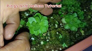 Pinguicula and Heliamphora Growing Tips [upl. by Hachmin]