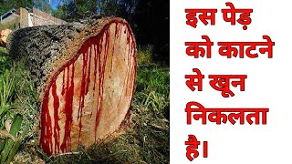 इस पेड़ को काटने से खून निकलता है।  bloodwood tree  African tree in hindi  tree [upl. by Gerge]