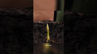 Bamboo Torture shortvideo [upl. by Rebak]