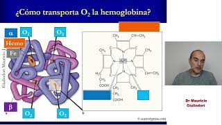 Fisiología respiratoria ¿cómo es el transporte de gases O2 y CO2 en sangre [upl. by Charles]