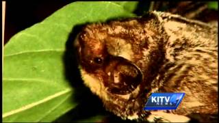 The Hoary Bat may become Hawaiis state mammal [upl. by Ahern]