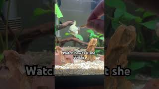 SPOTTED CONGO PUFFERFISH shortsvideo pufferfish aquarium [upl. by Olinad189]