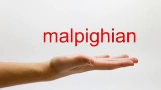 How to Pronounce malpighian  American English [upl. by Natsud]