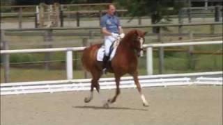 wwwreitschulesandbrinkde LEZARD Lord Loxley  Riccione Warendorf 0611 Dressage [upl. by Alburga]