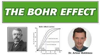 03BBohr Effect Healthy vs Sick People and Oxygen Transport [upl. by Ynetruoc]