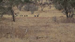 Vulturine Guinea Fowl on the run [upl. by Nibuz]