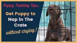 Puppy Crying in The Crate at Naptime Tips [upl. by Nicolina717]