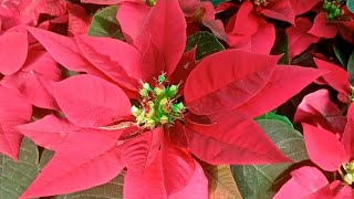 poinsettia plant [upl. by Aznaed428]