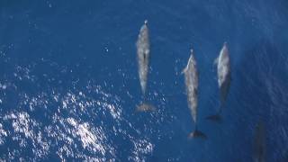 Pantropical Spotted Dolphins [upl. by Idette]