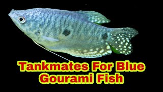 Blue Gourami Fish Tankmates [upl. by Elacim]