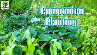 Companion Planting  Garden Tips and Tricks [upl. by Audrit]