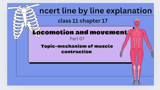 mechanism of muscle contraction ncert line by line explanation [upl. by Emoraj35]