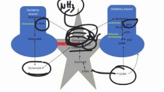 Hepatic Encephalopathy Pathogenesis and Treatment [upl. by Zandra830]