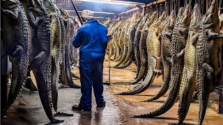 How Farming Millions of Crocodiles for Meat and Skin in China  Crocodile Farm Harvest Technology [upl. by Maxentia]