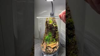 Making a terrarium for a Marcgravia terrarium terrariumplants plantas plantcare houseplants [upl. by Silda]