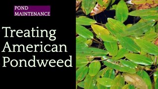 205 Successfully Treating American Pondweed with Tsunami DQ Aquatic Herbicide [upl. by Traggat]