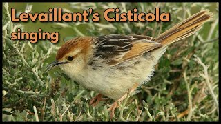 LEVAILLANTS CISTICOLA singing [upl. by Irrek417]