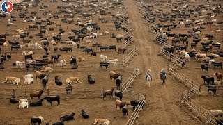 Plus Grand Ferme Bovins  Comment agriculteur américain élève des millions de bovins [upl. by Clarie520]