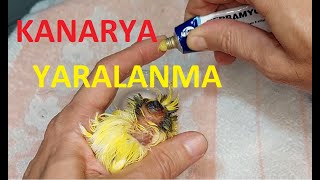 Kanarya Bakımı Kanarya Hastalıkları Kuşlarda Oluşan Yaralanmalar Nasıl Tedavi Edilir [upl. by Weinrich201]