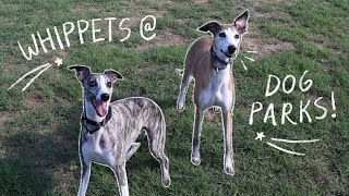 Whippets at the Dog Park [upl. by Karola]