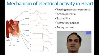 Mechanism of electrical activity in heart [upl. by Irim]