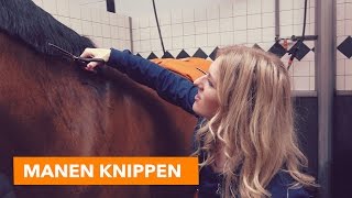 Manen knippen met Eve  PaardenpraatTV [upl. by Lund]