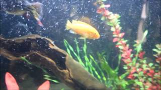 Most Aggressive African Cichlid [upl. by Idas]