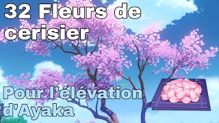 32 FLEURS de CERISIER rapidement pour lélévation dAyaka Guide Genshin Impact FR [upl. by Kimberly]