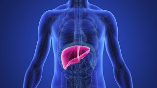 آموزش جامع آناتومی عمومی  آناتومی کبد Anatomy of the Liver [upl. by Anitniuq]