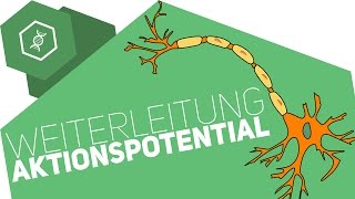 Weiterleitung des Aktionspotentials [upl. by Julita]