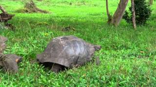 Mating Galápagos Giant Tortoises [upl. by Masson]