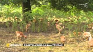 Poulets landais  la qualité se paie [upl. by Latyrc441]