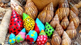 Hunting siput warna warni  bekicot  kelomang  snail [upl. by Yadnus740]