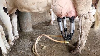 गाय भैंस का दूध कैसे निकाले मशीन से How to remove cow buffalos milk from the machine [upl. by Abran]