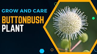 How To Grow And Care For Buttonbush Plant [upl. by Eads]