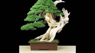 Bristlecone Pine Bonsai [upl. by Lief]