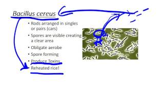 Bacillus cereus [upl. by Asimaj]