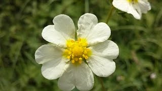 Potentilla alba Cinquefoglia bianca medicinal plant [upl. by Tigdirb]