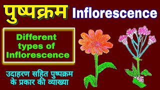 Inflorescence  Inflorescence in hindi  Types of inflorescence plants Morphology  biology science [upl. by Sair]