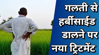 गलती से हर्बीसाईड जाने के बाद भी फसल को कैसे बचाए [upl. by Idalina]