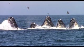 Best of Whale Watching Monterey California as of 7162016 [upl. by Hett]