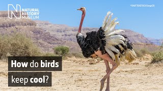 Beat the heat how do birds keep cool  Natural History Museum [upl. by Ruamaj]