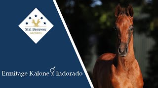 Ermitage Kalone x Indorado stallion [upl. by Marielle]