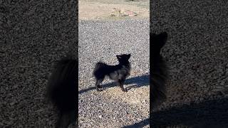 Madison smelling blue skies Montrose Colorado June 24 2024 lookup blueskies mountains shorts [upl. by Aitital256]