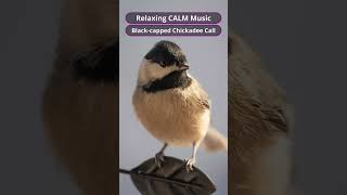 Relaxing CALM Music  Blackcapped Chickadee Call [upl. by Wernher]