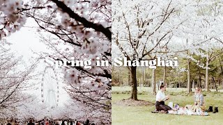 Shanghai Spring Vlog 📹 Cherry blossomsfinding the perfect sourdough amp a picnic in the park [upl. by Ronnie]