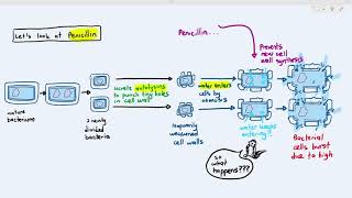 106 Antibiotics Cambridge AS A Level Biology 9700 [upl. by Parette]