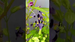 রাস্তার ধারে এটা কোন ফুলের গাছ খুঁজে পেলাম 😱🌱 gardening gardenplants flowergarden viralshorts [upl. by Collbaith]